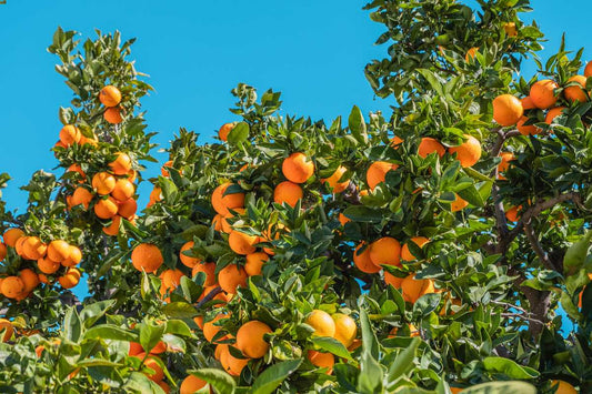 come potare gli alberi da frutta