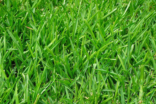 Come usare il decespugliatore per tagliare l'erba