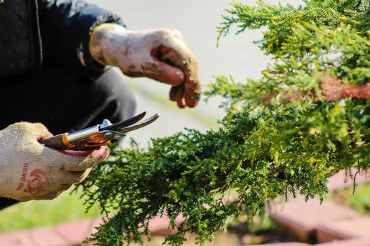 Quali sono le migliori forbici per potare e cesoie da giardinaggio?