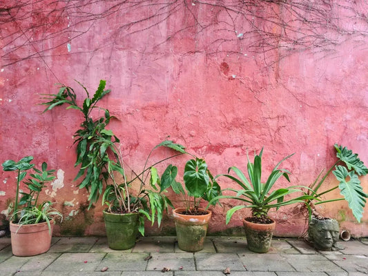 Come abbellire un muro di cemento in giardino